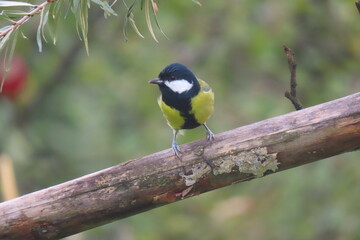Great tit (Paris major) perching on a beautiful color. Colorful adult great tit posing.