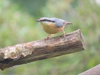 Eurasian nuthatch (Sitta europaea) perching on the edge of a tree branch, cut at the end. Wood nuthatch posing on a beautiful tree branch with a lovely creamy and blurry background.