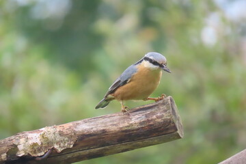 Eurasian nuthatch (Sitta europaea) perching on the edge of a tree branch, cut at the end. Wood nuthatch posing on a beautiful tree branch with a lovely creamy and blurry background.