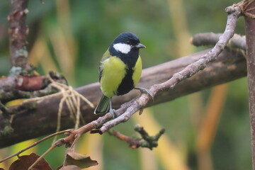 Great tit (Paris major) perching on a beautiful color. Colorful adult great tit posing.