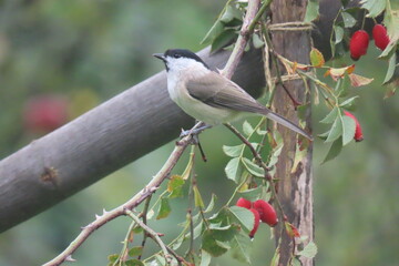 Marsh tit (Poecile palustris) perching on a beautiful tree branch. Beautiful marsh tit perching.