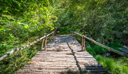 Wooden bridge over the forest