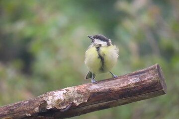 Juvenile Great tit (Paris major) perching on a tree branch. Baby great tit perching.