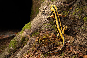 Salamandre tacheté, Salmandra salamandra fastuosa