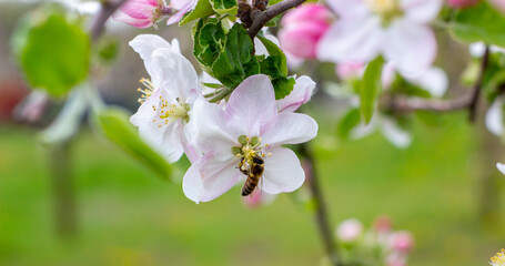Bee close up on a branch with light.