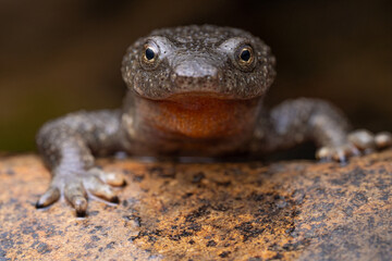 Tête Calotriton asper / France