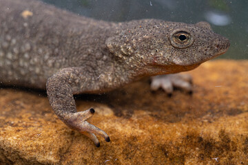 Calotriton asper / France