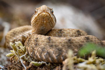 Jeune Vipere aspis (Vipera aspis) - France