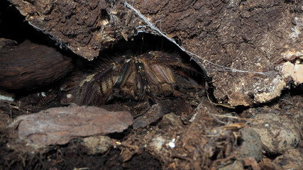 a large black tarantula spider sits under a rock behind glass in a terrarium. large spiders in the home . Brachypelma