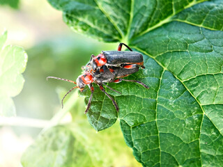 Two beetles on a green leaf in the garden