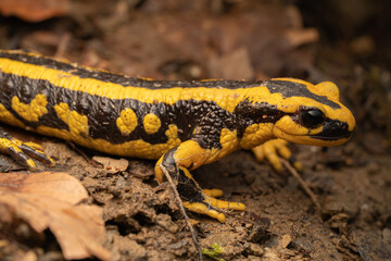 Salamandre tacheté, Salmandra salamandra fastuosa