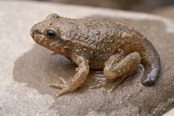 Crapaud accoucheur (Alytes obstetricans) France Pyrénnées