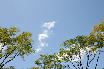 空と雲と木