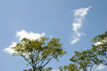 空と雲と木