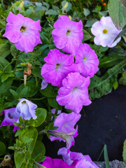 Purple flowers of morning glory