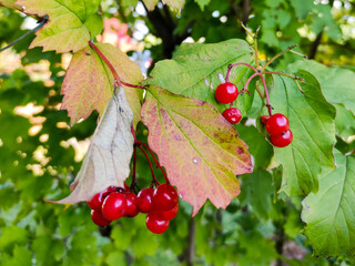 Viburnum berries on a branch