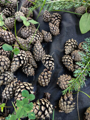 Cones and plants on a dark background