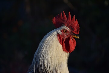 White rooster portrait in the early morning at sunrise
