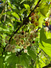 White currant on a branch