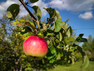 Red apple on a branch