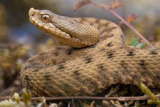 Jeune Vipere aspis (Vipera aspis) - France