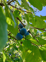 Thorny fruits on a branch among green leaves