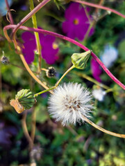 White fluffy flower