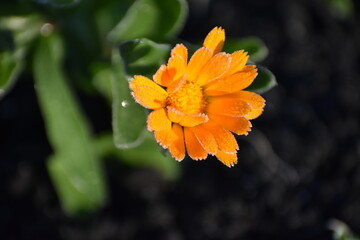 hoarfrost on a calendula flower in the autumn morning