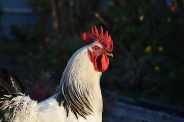 Portrait of a white rooster in the early morning at sunrise