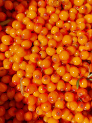 Orange sea buckthorn berries
