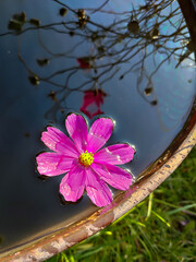 Fuchsia flower in water. Reflection of a plant on the surface of the water