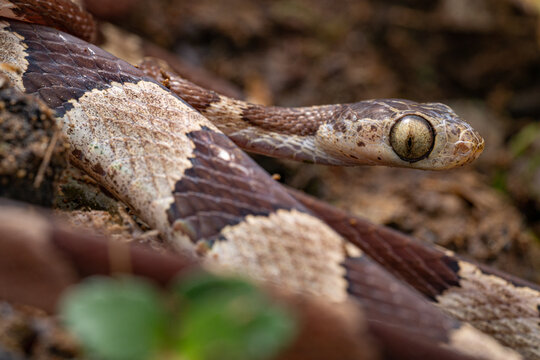Serpent, imantodes cenchoa, Eqauteur