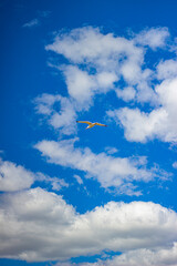 seagulls
