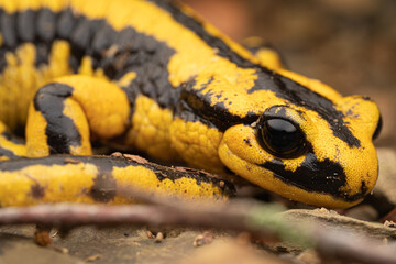 Salamandre tacheté, Salmandra salamandra fastuosa
