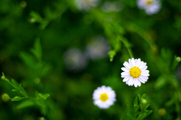 Selective focus white small  daisy flowers with white petals  and yellow core. White wild flowers with blurred green leaves background