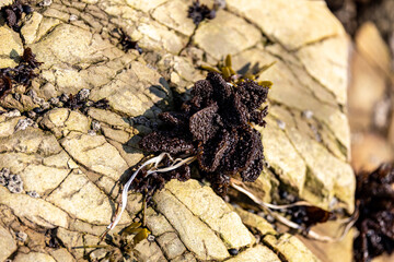 Purple sea life on a rock
