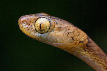 Tête Serpent Imantodes lentiferus, Equateur