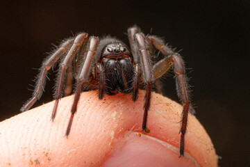Araignée Amaurobius sp.  France
