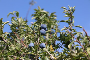 Blue berries of blackthorn ripen on bushes