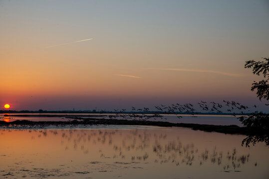 Fenicotteri al tramonto