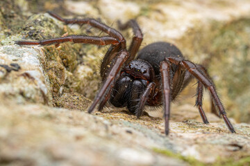 Araignée Amaurobius sp.  France

