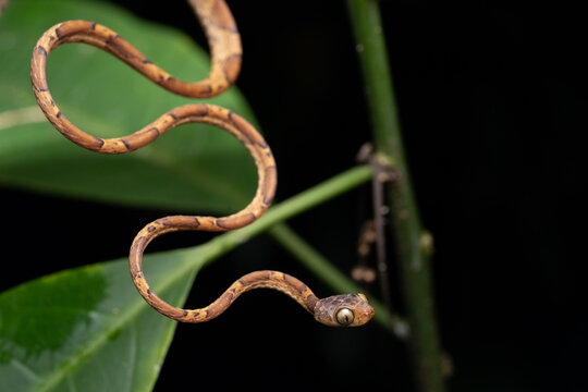 Serpent Imantodes lentiferus, Equateur