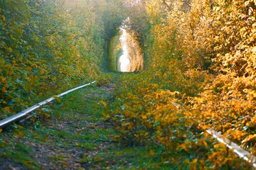 The Arch of Love in South Ural, Russia. Autumn yellow and green tunnel of trees in the forest ....