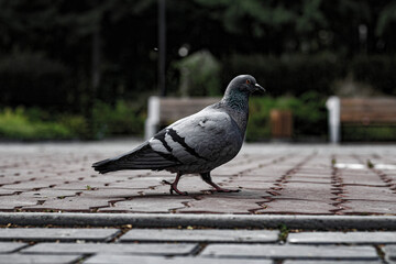 dove