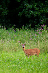 Obraz premium Rehwild