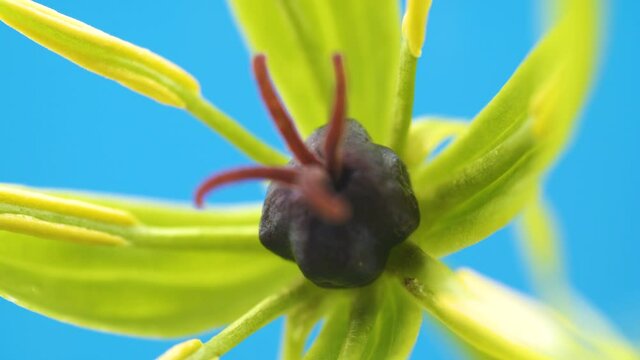 The red bud of the flower of the herb paris plant