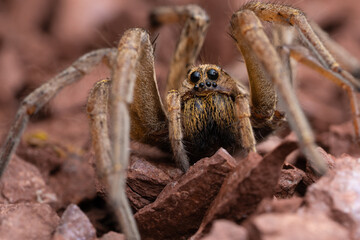 Tête araignée France (Hogna radiata)