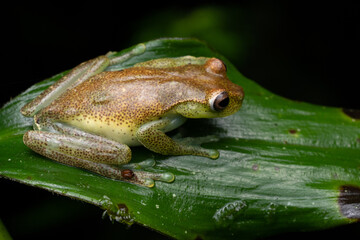 Hyloscirtus alytolylax Mindo - Equateur