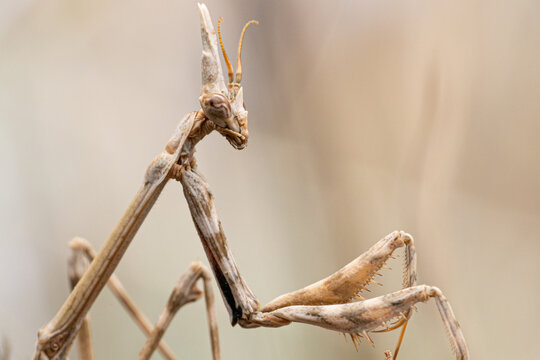 Mante religieuse, Empuse (Empusa pennata) France
