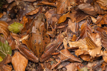 Rana sp. / France